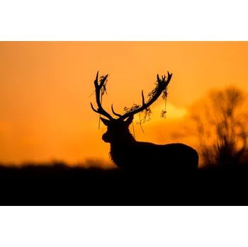 Plakát Plakát, Obraz - Red Deer Stag Silhouette, Stuart Harling