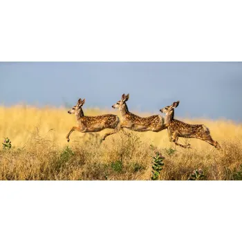 Plakát Plakát, Obraz - Tripple Jump, verdon