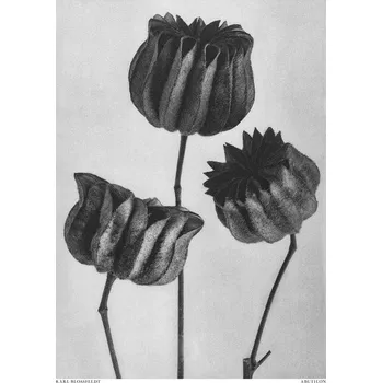 Plakát Plakát, Obraz - Abutilon (Lime Mallow, Studio Collection