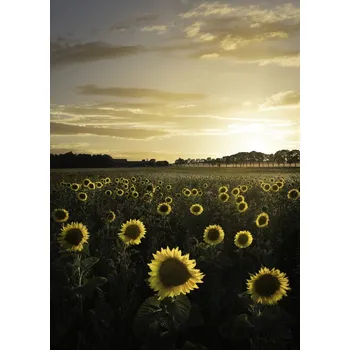 Plakát Plakát, Obraz - Sunflowerfield in Sweden, Christian Lindsten