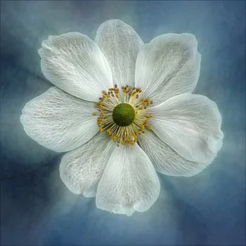 Plakát Plakát, Obraz - Princess Anne-Mone, Gilbert Claes