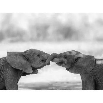 Plakát Plakát, Obraz - GREETINGS, Jaco Marx