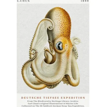 Plakát Plakát, Obraz - Deutsche Tiefsee Expedition Poster No.1 (Vintage Octopus) - Carl Chun