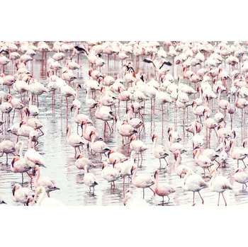 Plakát Plakát, Obraz - Flock of flamingos, Sisi & Seb
