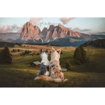 Plakát Plakát, Obraz - Family adventure, Ve Shandor