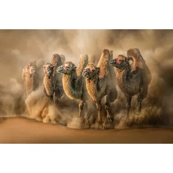 Plakát Plakát, Obraz - DesertRun, Marcel Egger