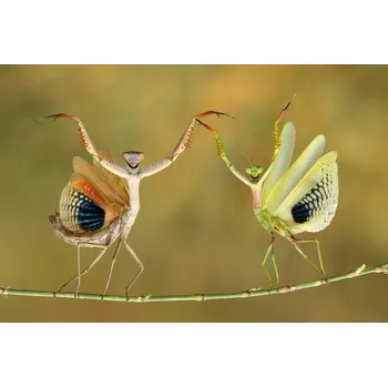 Plakát Plakát, Obraz - Show Time, Hasan Baglar