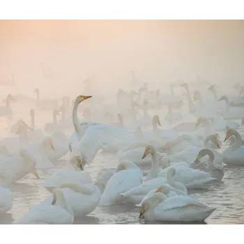Plakát Plakát, Obraz - Song of the Morning Light, Dmitry Dubikovskiy
