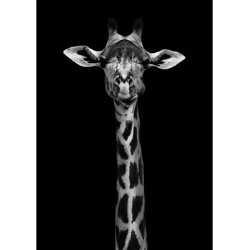 Plakát Plakát, Obraz - Giraffe Portrait, WildPhotoArt