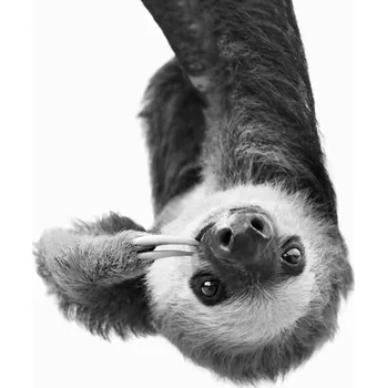 Plakát Plakát, Obraz - Sloth BW, Sisi & Seb