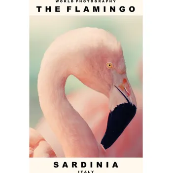 Plakát Plakát, Obraz - The Flamingo (Sardinia, Italy)