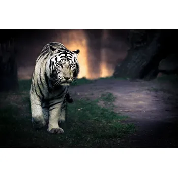 Plakát Plakát, Obraz - White walker, Jesus Gonzalez Vera