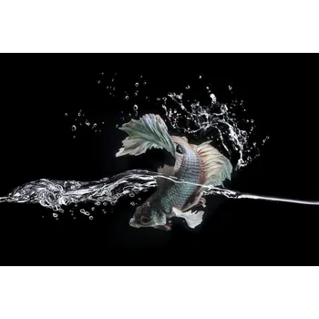 Plakát Plakát, Obraz - Splash, shikhei goh