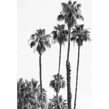 Plakát Plakát, Obraz - Palm trees by the sea, Melanie Viola