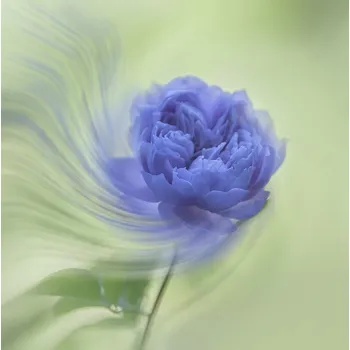 Plakát Plakát, Obraz - Blue rose, Judy Tseng