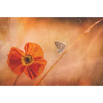 Plakát Plakát, Obraz - On my way, Hilda van der Lee