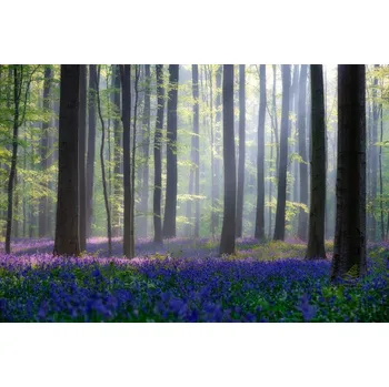 Plakát Plakát, Obraz - Bluebells, Adrian Popan