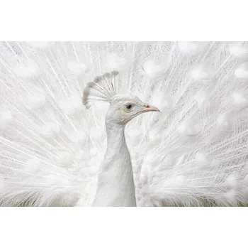 Plakát Plakát, Obraz - Inmaculate, fegari