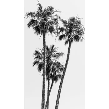 Plakát Plakát, Obraz - Lovely Palm Trees | monochrome, Melanie Viola