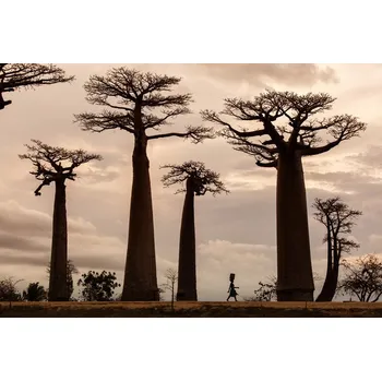 Plakát Plakát, Obraz - Madagascar, Dan Mirica