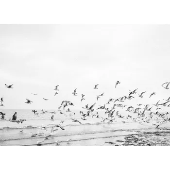 Plakát Plakát, Obraz - Seagulls - Coastal black and white, Raisa Zwart