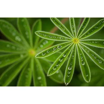 Plakát Plakát, Obraz - Pearly Lupine, Joshua Raif