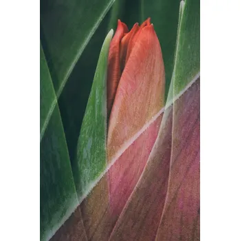 Plakát Plakát, Obraz - Tulip, Johan Lennartsson