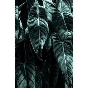 Plakát Plakát, Obraz - The Jungle, Kubistika