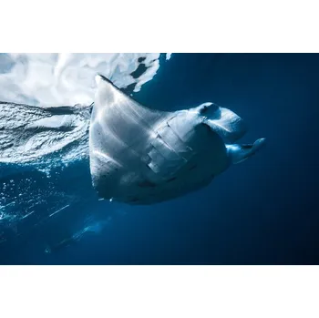 Plakát Plakát, Obraz - Flying Manta ray, Barathieu Gabriel