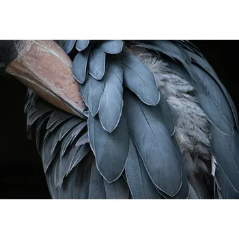 Plakát Plakát, Obraz - Feather, Juri Aoki