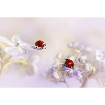 Plakát Plakát, Obraz - Small friends, Ellen van Deelen