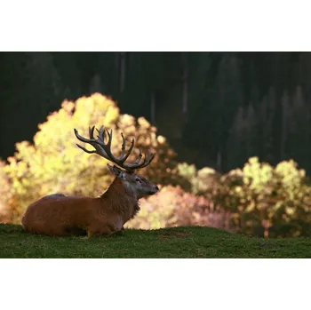 Plakát Plakát, Obraz - Fight break, Gerhard Weis