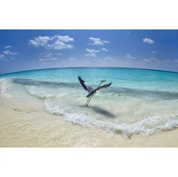 Plakát Plakát, Obraz - Take-off, Roberto Marchegiani