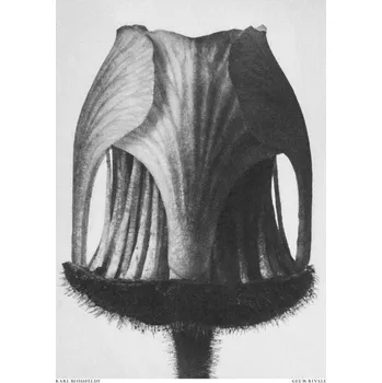 Plakát Plakát, Obraz - Geum Rivale, Studio Collection