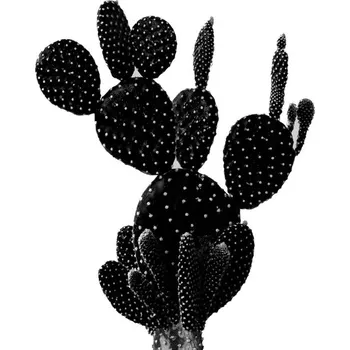 Plakát Plakát, Obraz - BLACKCACTUS1, Finlay & Noa