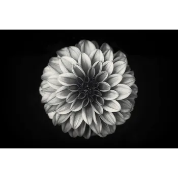 Plakát Plakát, Obraz - Dahlia, Lotte Grønkjær