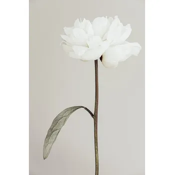 Plakát Plakát, Obraz - Peony 07, Studio Collection