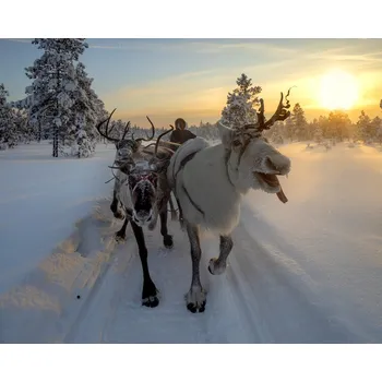 Plakát Plakát, Obraz - The morning drive to the herd, Marcel Rebro
