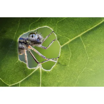 Plakát Plakát, Obraz - At the Window, Alberto Ghizzi Panizza