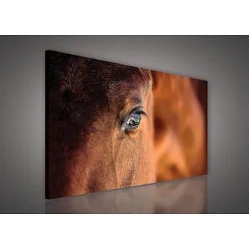 Obraz Postershop Obraz na plátne: Kun (2) - 75x100 cm