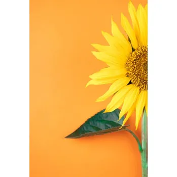 Plakát Plakát, Obraz - Sunflower, pepifoto