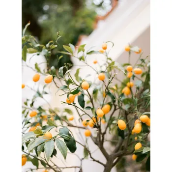 Plakát Plakát, Obraz - Orange Capri, Raissa Zwart