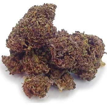 CBD CBDčko CBD Konopný květ Purple Haze Váha: 1 g