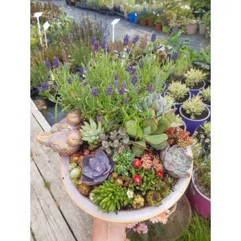 pítko pro ptáky Sukulenty a rozchodníky v pítku pro ptáčky, okrasná mísa