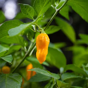 Semeno Paprika Habanada - Capsicum Chinense - osivo papriky - 10&nbsp;ks