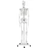 anatomický model Physa PHY-SK-1 kostra v životní velikosti