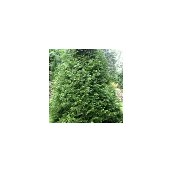 Sazenice Thujopsis dolobrata 30/40cm