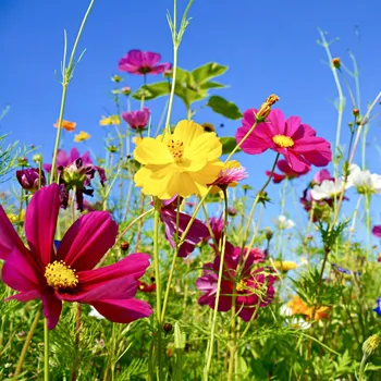 Dámské pantofle 3Pagen 3 kouzelné kuličky se semeny
