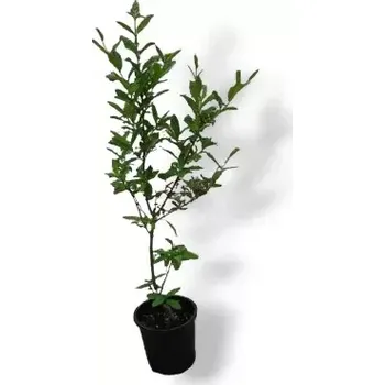 Plot Ptačí zob ( Ligustrum vulgare ) - k 2l