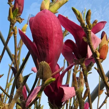 Sazenice Magnolia Oriental Night 60/80 cm